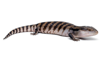 Tiliqua scincoides Irian Jaya